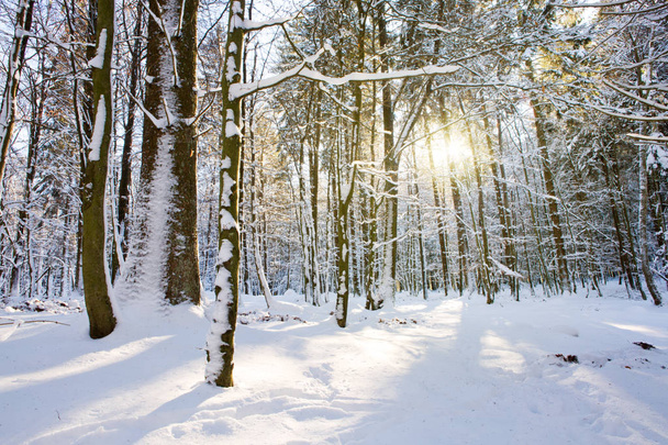 Winter fir trees in german forest with sunshine. - Photo, Image