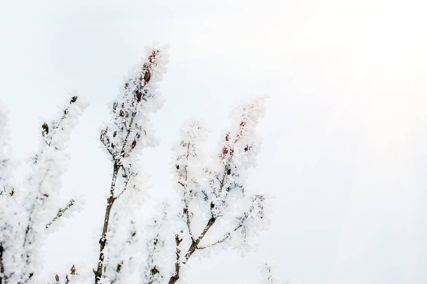 Ramos de árvores congeladas
 - Foto, Imagem