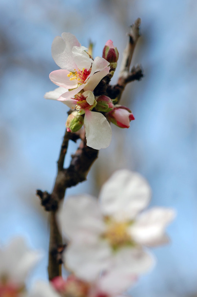Almond tree bud and flower - Photo, Image