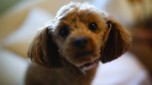 Περίεργος Poodle σκύλου  - Πλάνα, βίντεο