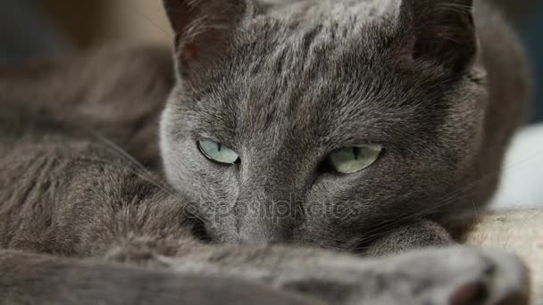 Сонний російських синій кіт, крупним планом, Рука відбувся камери. - Кадри, відео