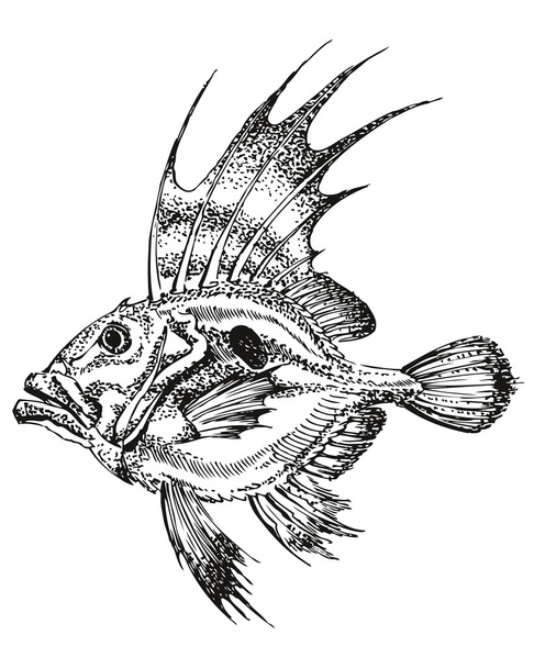 Zeus fabe, vis, klompvis - Vector, afbeelding