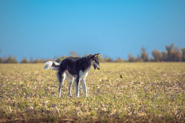 Grote zwarte en tan wolfshond staande op het veld - Foto, afbeelding