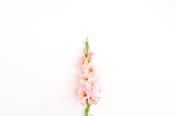 Beautiful gladiolus flower - Foto, Imagem