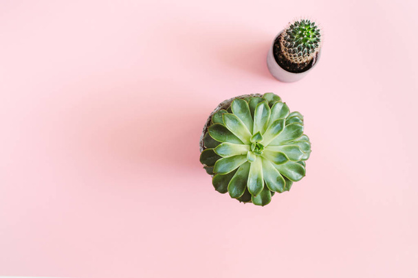 Cactusbloem en succulenten bloem op pastel roze achtergrond - Foto, afbeelding