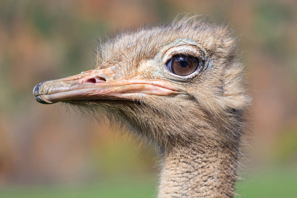 Devekuşu veya ortak devekuşu - Fotoğraf, Görsel