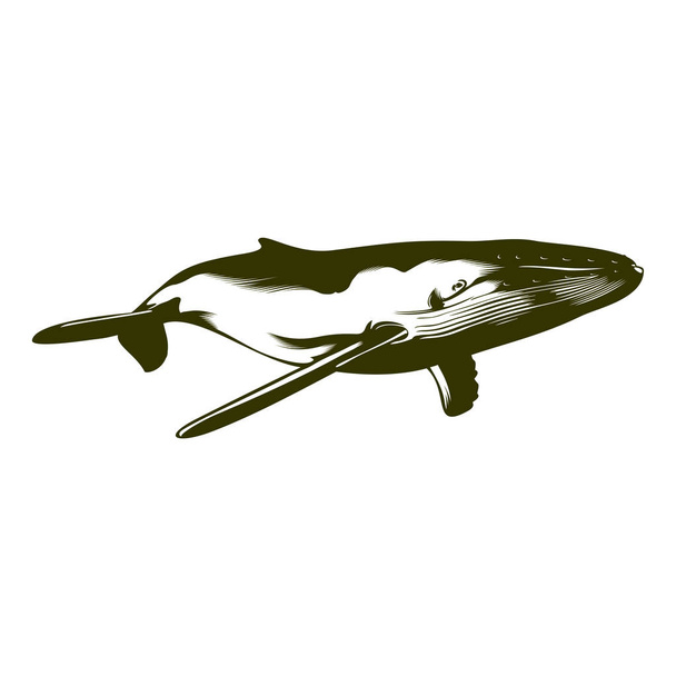 Yüzme kambur balina - Vektör, Görsel
