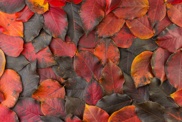 Fallen autumn red-black leaves - Photo, Image