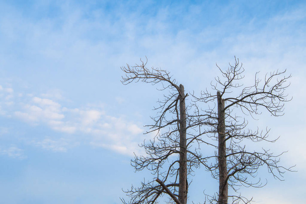 Ξηρή δέντρο κλαδιά στο μπλε του ουρανού  - Φωτογραφία, εικόνα