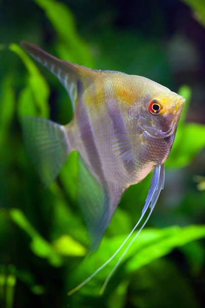 Silver Black and Gold colored Angelfish - Photo, Image