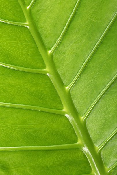 Green leaf texture - Фото, зображення