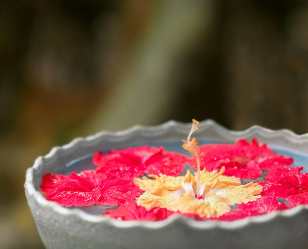 Bowl with water and tropical flowers   - 写真・画像