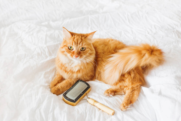 Cute ginger cat lies on bed with grooming comb. The fluffy pet comfortably settled on white sheet. Cute cozy background, morning bedtime at home. - Foto, immagini
