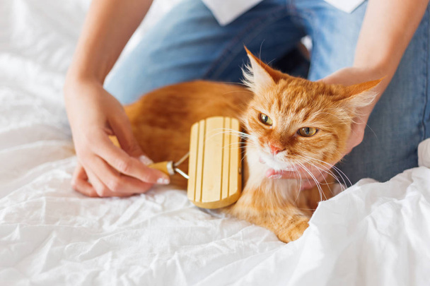 Woman combs a dozing ginger cat's fur.  The fluffy pet comfortably settled to sleep. Cute cozy background, morning bedtime at home. - Photo, image