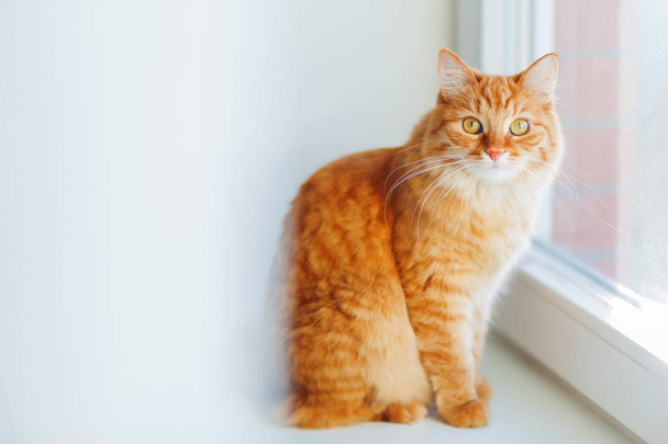 Cute ginger cat siting on window sill and waiting for something. Fluffy pet looks curious. - Foto, afbeelding