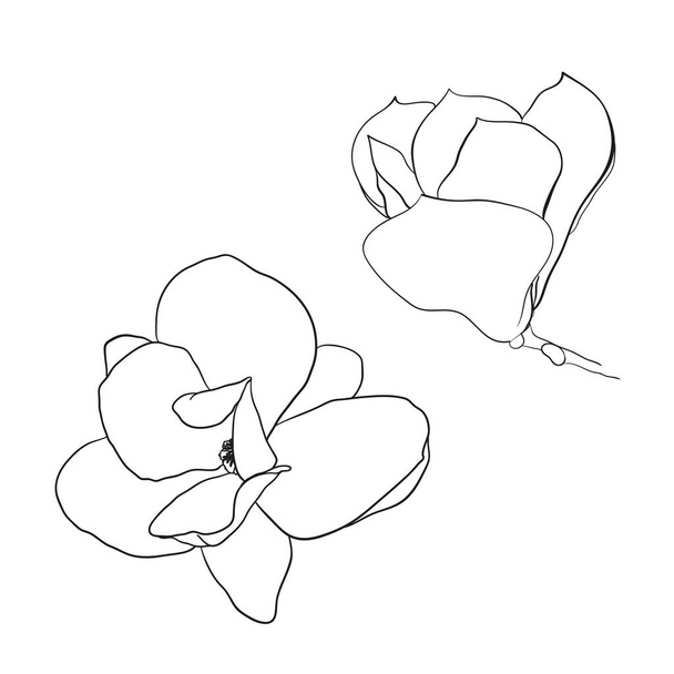 Magnolias doodle isolated - Vecteur, image