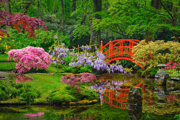 Ogród japoński, Park Clingendael, Haga, Holandia - Zdjęcie, obraz