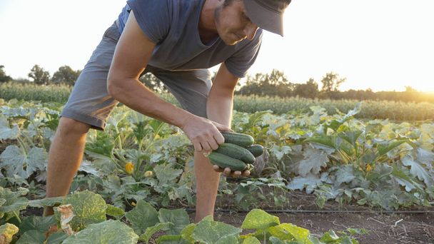 Young male farmer picking cucumber at organic eco farm - Foto, imagen