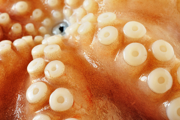 Raw octopus, closeup - Photo, Image