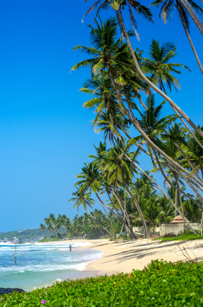Tropical beach in Sri Lanka - Fotografie, Obrázek