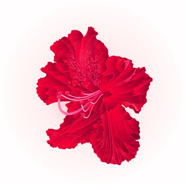  Fiore rosso rododendro vintage vettoriale illustrazione modificabile
 - Vettoriali, immagini