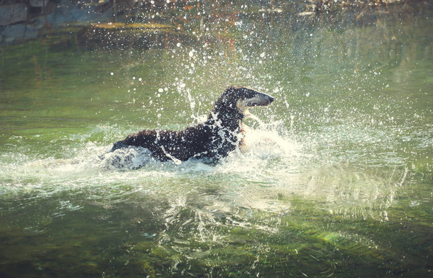 Grote zwarte hond wolfshond zwemmen over de plons van het water - Foto, afbeelding