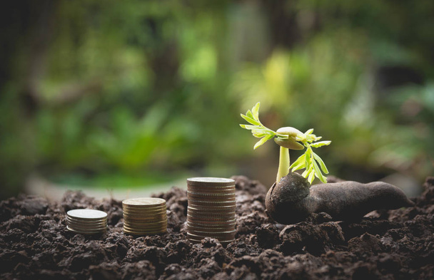 事業金融の概念を成長させるための地面にスタックコインと若い緑の植物. - 写真・画像