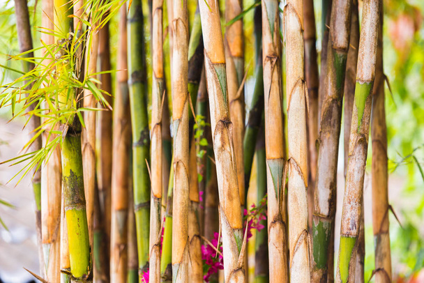 Bamboo stalks close-up, Louangphabang, Laos. Close-up. With selective focus.                                         - Фото, изображение