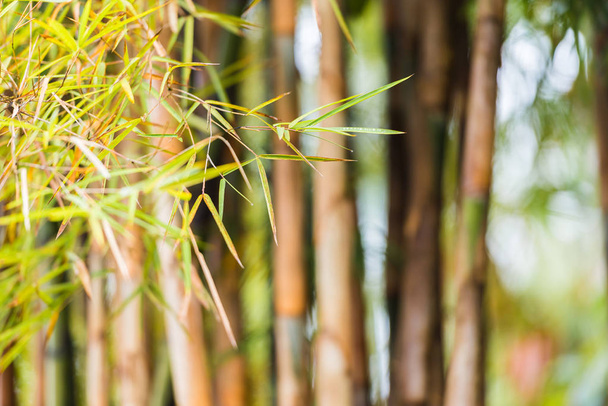 Bamboo leaf close-up, Louangphabang, Laos. Close-up. Blurred background.                                                           - Фото, изображение