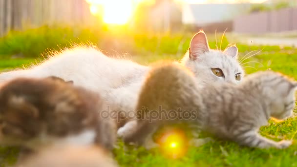 Мать кота лежит рядом со своими котятами
 - Кадры, видео