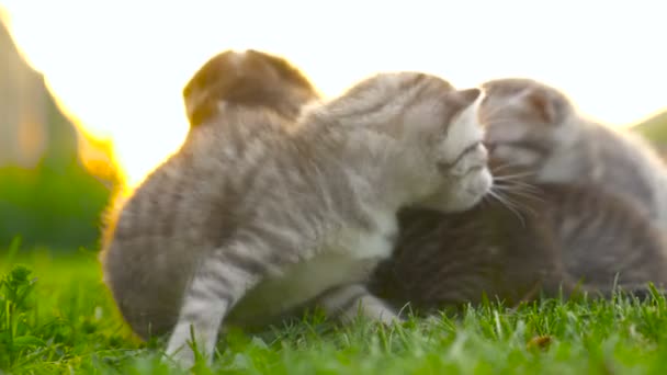 Madre gato con el juego gatitos 4K
 - Imágenes, Vídeo