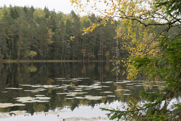 Hermoso bosque de otoño cerca del agua
 - Foto, Imagen