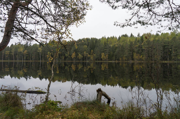 水の近くの美しい秋の森 - 写真・画像