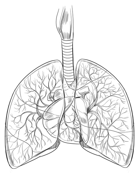 menschliche Lungen - Vektor, Bild