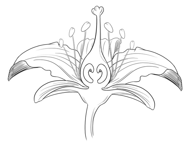 Tiger lily flower outline - Vector, Image