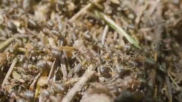 Muurahaiset rakentavat muurahaiskekoa. Siirtokunnan hyönteisiä. Makroa. Punaisten metsien muurahaiset. Anthill metsässä lähikuva
 - Materiaali, video