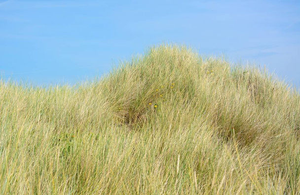 landschap met zandduinen - Foto, afbeelding