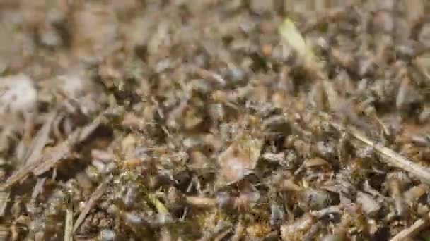 Muurahaiset rakentavat muurahaiskekoa. Siirtokunnan hyönteisiä. Makroa. Punaisten metsien muurahaiset. Anthill metsässä lähikuva
 - Materiaali, video