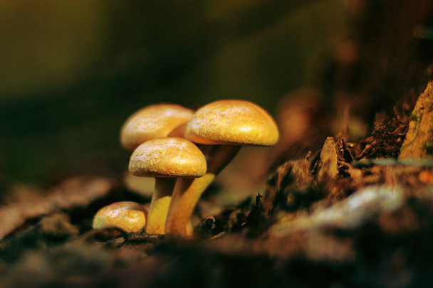 kis gombák az erdőben - Fotó, kép