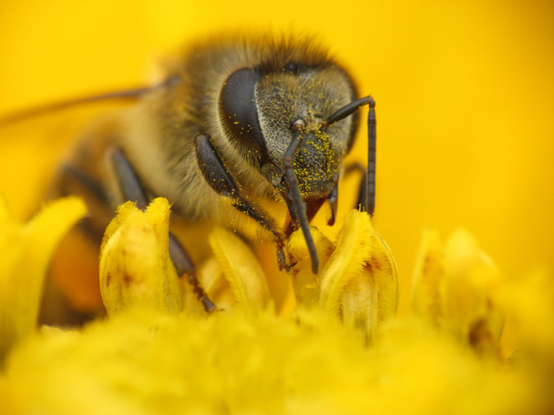 mehiläinen kerää siitepölyä keltainen kukka - Valokuva, kuva
