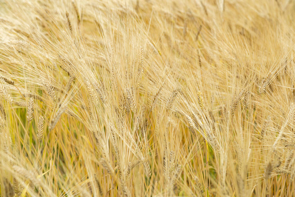 Produção e colheita de trigo
 - Foto, Imagem
