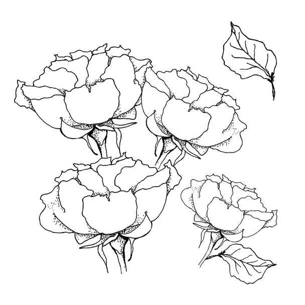 Rose bouquet. Liner vector illustration on white - Вектор,изображение