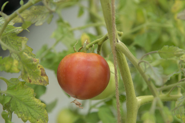Tuore tomaatti lisääminen luonnossa
 - Valokuva, kuva