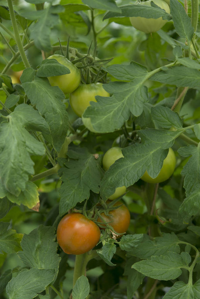 Fresh tomato raising in nature - Photo, Image