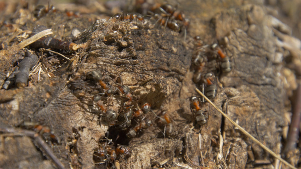 Муравьи в природе. Командная работа: Черный и Красный муравьи на деревянной поверхности с камнями. муравьи маршируют по ветке
 - Фото, изображение