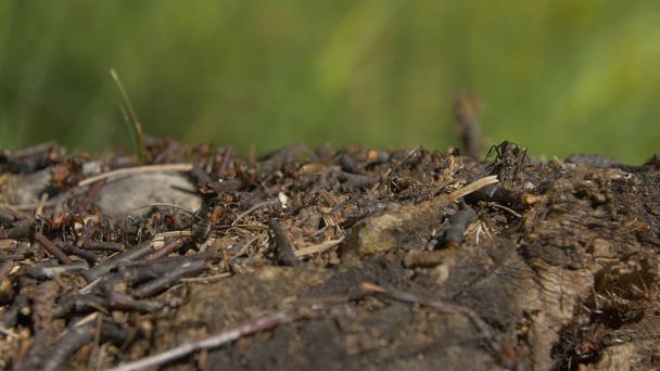 Муравьи в природе. Командная работа: Черный и Красный муравьи на деревянной поверхности с камнями. муравьи маршируют по ветке
 - Фото, изображение