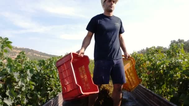 farmers on the truck throwing grape boxes - 映像、動画