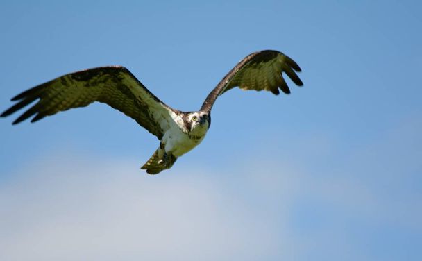 Nördlicher Fischadler - Sommerüberflug - Foto, Bild