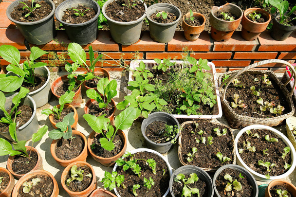 Plantas que crecen del suelo
  - Foto, Imagen