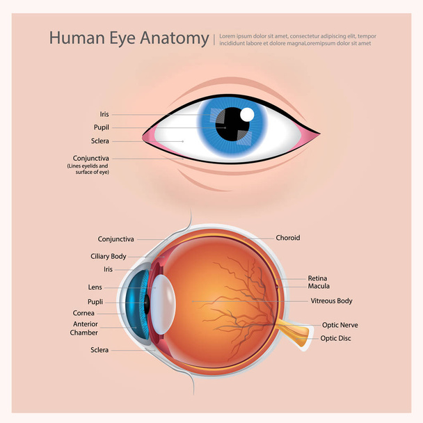 Vektorová ilustrace lidského oka - Vektor, obrázek